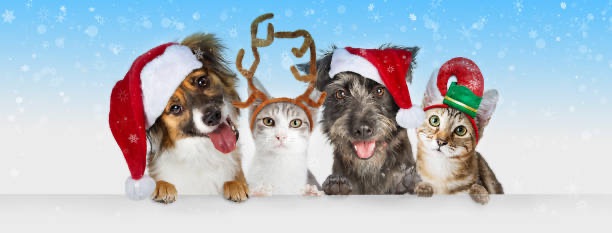 Ocooch Mountain Humane Society Paws For The Holidays | Richland Center ...