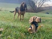A photo of a bloodhound named Lucy who is a working dog for the Richland Center Police Department in search and rescue. 